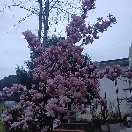 Bramarosa *